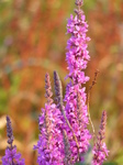 FZ019343 Flowers with morning dew.jpg